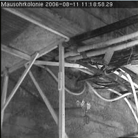 SWR Fledermaus Cam