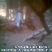 Chickens Online