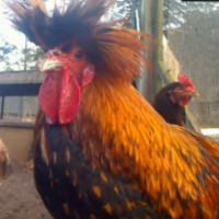 Vasalinis Chicken Cam