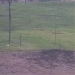 EarthCam Elephant Cam