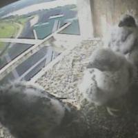 Minnesota Power Falcon Cam