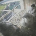 Minnesota Power Falcon Cam