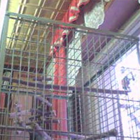 HSB Live Cam Papageien