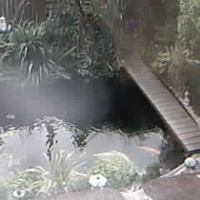 Koi Webcam