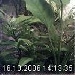 Afrikanische Zwergkrallenfr�sche