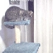 Cat Cam