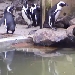 WDR Pinguin-Cam
