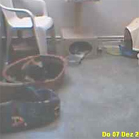 Samtpfoten Cam 1