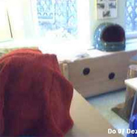 Samtpfoten Cam 2
