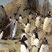 Riverbanks Zoo