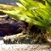 Jasons Fishcam