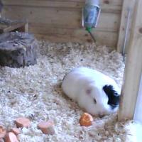 Meerschwein TV
