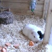 Meerschwein TV