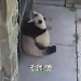 PandaCam