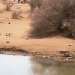 National Geographic WildCam Africa