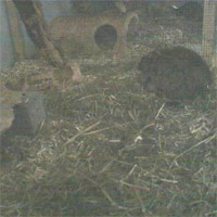 Nagetierchen