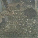 Nagetierchen