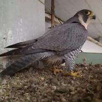 BirdCam Aria e Vento