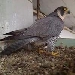 BirdCam Aria e Vento