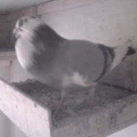 Taeubers Tauben-Webcam