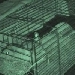 die M�hrschweinchen