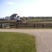 Animal Planet Horse Cam