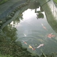 KoiCam Farbkarpfen Teich