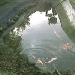 KoiCam Farbkarpfen Teich