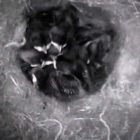 Vogelcam.de