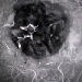Vogelcam.de