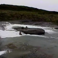 WildCam Grizzlies