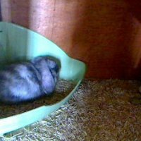 Hasenwebcam