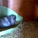 Hasenwebcam