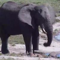 AfriCam Elephant