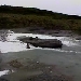WildCam Grizzlies