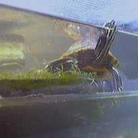 Troosti