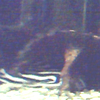 Zebrawels L46