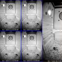 E Screech Owl Nest Box