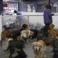 The Wagging Tail