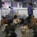 The Wagging Tail