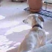 Gaye's Greyhound Cam