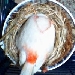 Stellas Kanarienvogelwebcam