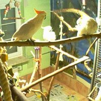 Kakadu-Videos