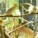 Kakadu-Videos