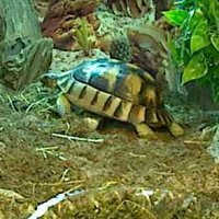 Cleo und Cäsar Live-Cam