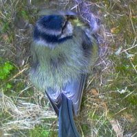 Vogel-FeWo