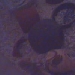 Rennmaus-Webcam