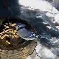 Birdcam aus Kanada