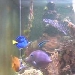 Jans Meerwasseraquarium