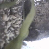 Fangi Cam